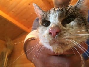 Amazing Rescue! Cat is Pulled From Earthquake Rubble After 6 Days