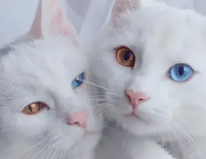 Meet The World’s Most Beautiful Twin Cats!