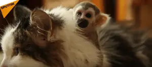 Too Cute: Abandoned Baby Monkey is Adopted by a Cat