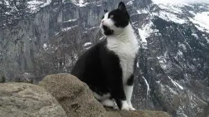 Cat Rescues a Lost Hiker in the Swiss Alps