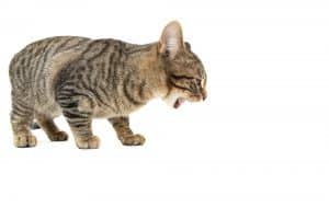 Ask the Vet: Is it Normal For Cats to Throw Up After They Eat?