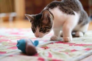 This New Feeding System Will Revolutionize the Way You Feed Your Cats!
