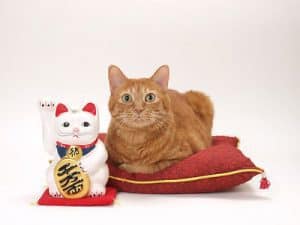 Call Your Travel Agent: There’s a Lucky Cat Museum in Ohio!