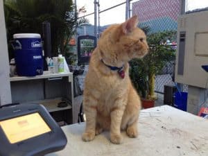 Meet Wilson, the Cat Who Worked at Lowe’s