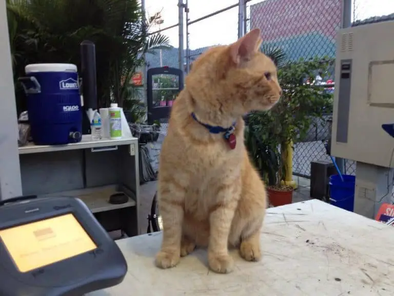 Meet Wilson, the Cat Who Worked at Lowe’s