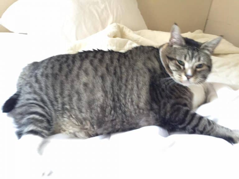 Supersized Cat Draws Visitors to New Hampshire Hotel