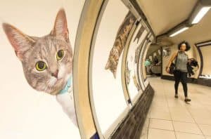 All the Ads in a London Subway Station Have Been Replaced With Cats!