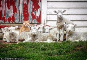 Meet Steve, the Cat Who Thinks He’s a Lamb