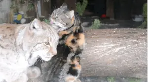 Stray Cat Breaks Into A Zoo To Become Best Friends With A Lynx
