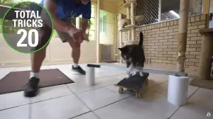 New Guinness World Record: Most Tricks Performed by a Cat!