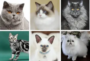 How Well Do You Know Your Cat Breeds?