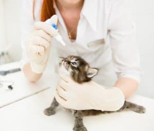 RECALL ALERT: Multiple Pet Eye Drops Recalled Due to Bacteria Contamination