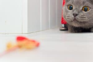 New Research Shows Cats Are Happier When They Work for Their Food