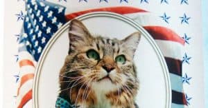 Meet the Cat that Ran Against Tim Kaine for Senate in 2012. Would He Get Your Vote?