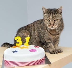 One of the World’s Oldest Cats Celebrates His 31st Birthday!