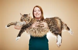 Now THAT’S an Armful! Check Out the World’s Longest Domestic Cat