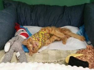 This Kitten Was Hit By A Car And Is Recovering in a Full Body Cast That’s Too Cute For Words