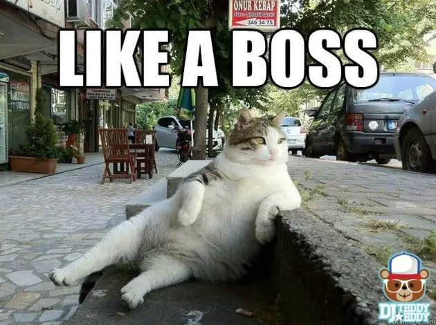 like a boss meme funny