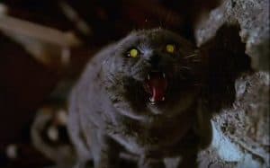 The Creepiest Movies to Watch This Halloween – All Starring CATS!