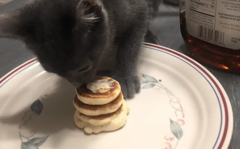 This Guy Made the Most Adorable Tiny Pancakes for His Girlfriend’s Cat