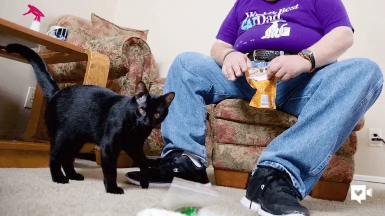 How Blake the Cat Saves His Human’s Life Every Single Day