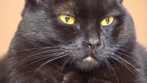 Hero Cat Foils Attempted Burglary