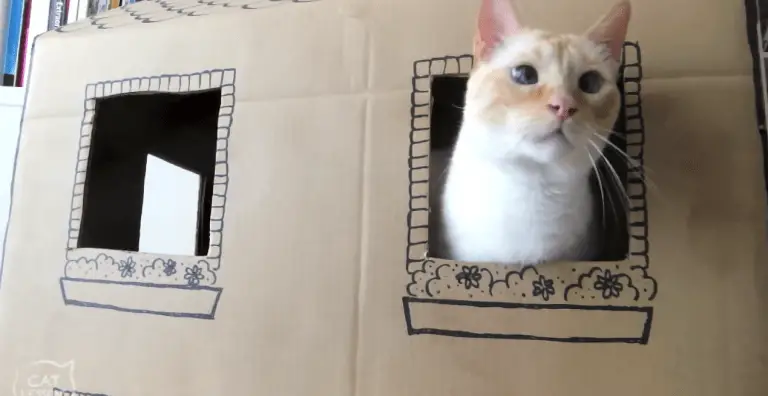 How To: Make a Too-Cute Two-Story Cardboard Cat House