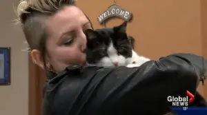 Phoenix the Cat Reunited with Owner 12 YEARS After Disappearing!