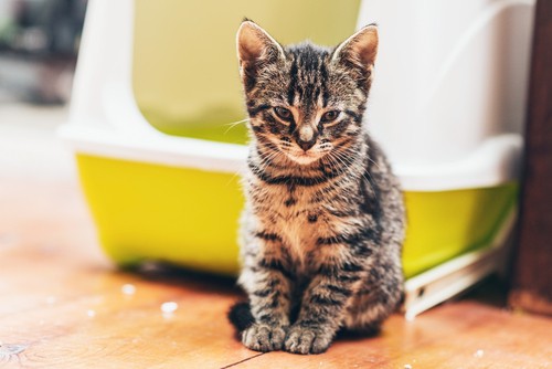 cat not using litter box all of a sudden