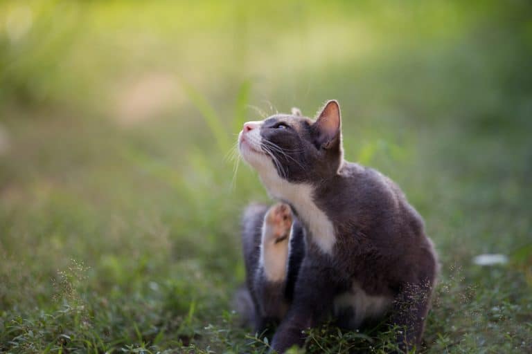 10 Freaky Facts You Didn’t Know About Fleas & Ticks