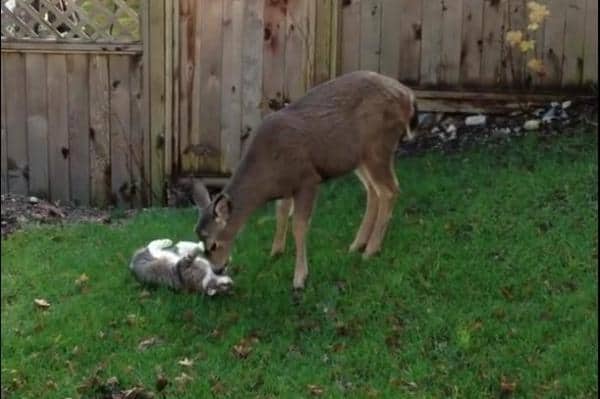 friendly-deer-gives-cat-a-tongue-bath-in-ontario-yard