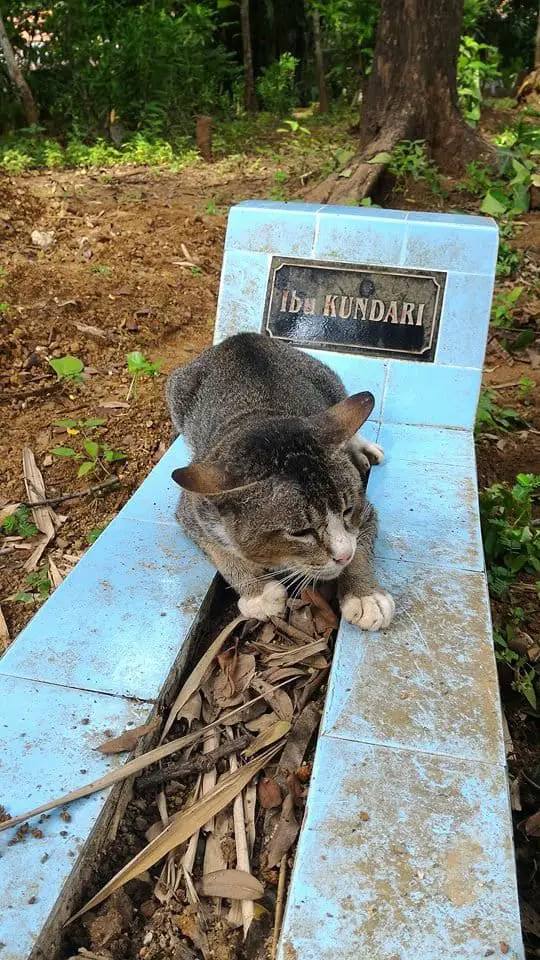 Recent photo of a cat guarding the grave of her late owner. See SWNS story SWCAT; This grieving cat misses her late owner so much she has spent a YEAR living at her GRAVE. The heartbroken moggy was first heard crying while lying in the earth at the burial plot in Central Java, Indonesia. Passer-by Keli Keningau Prayitno, 28, tried to adopt the kitty but it returned to the same spot - cuddling the small blue headstone. Remarkably, the cat walks every day to her former home where she is fed by the old lady's children - then returns to the grave.