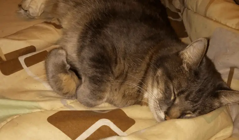 Leg Amputation: Helping Your Cat Survive and Thrive