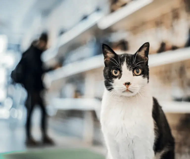 MUST READ: Shop Cats of New York (Basically, a Cat Lover’s NYC Travel Guide!)
