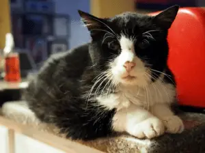 WATCH: A Family’s Farewell to The Best Cat Ever (Grab Your Tissues)