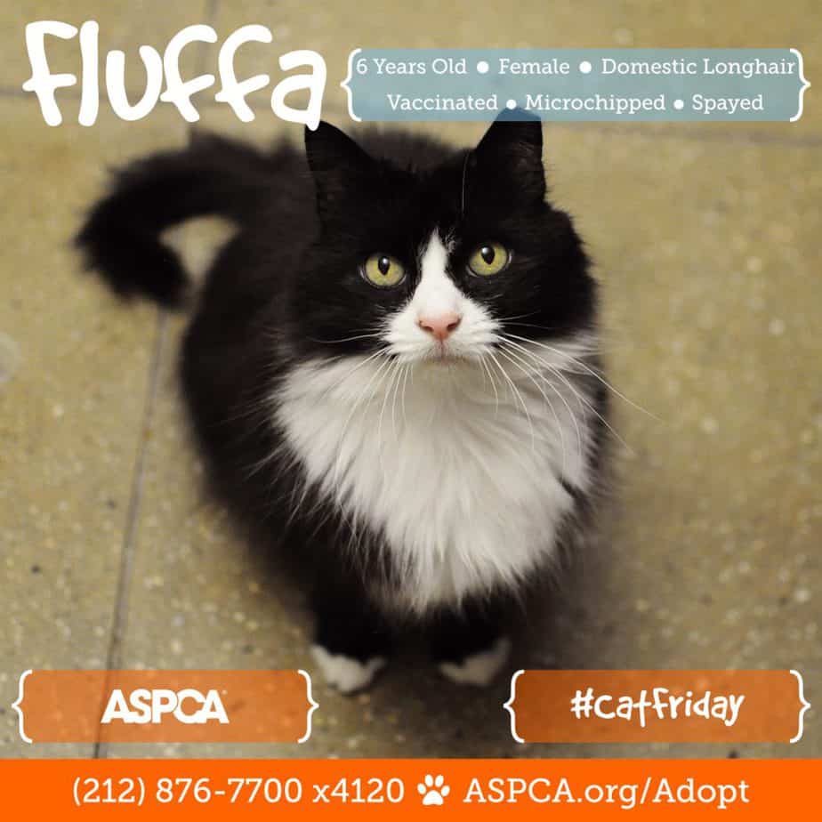 blog_cat-friday_112216_fluffa