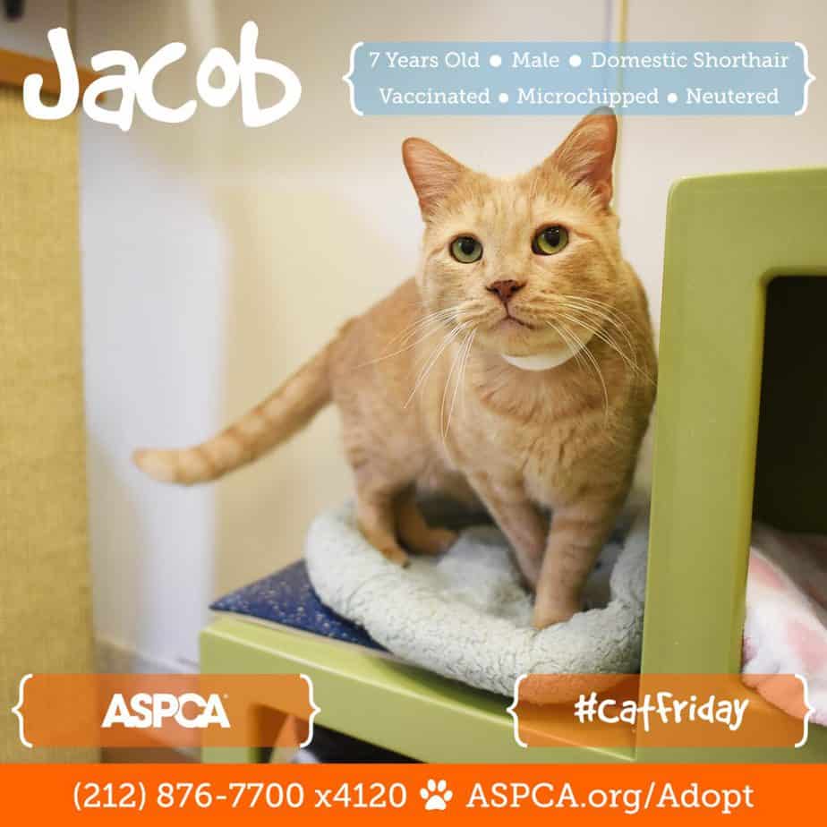 blog_cat-friday_112216_jacob