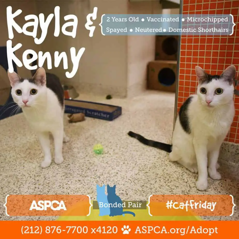 blog_cat-friday_112216_kayla-kenny