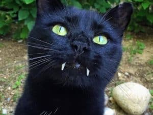 Vampurr! Cat With Vampire Fangs Won Over His Rescuer, and the Internet