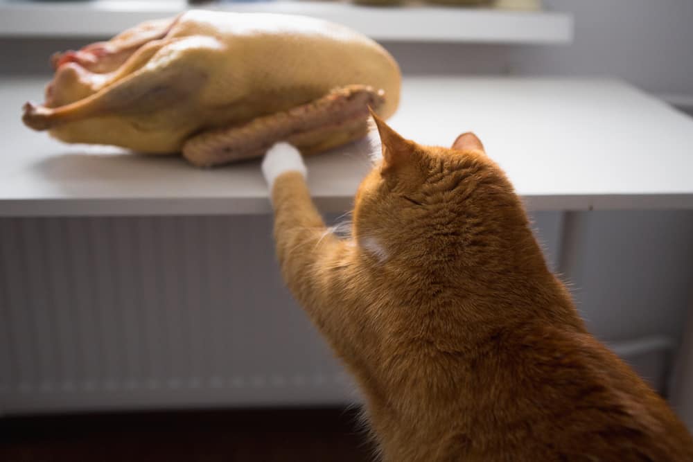 cat thanksgiving