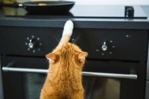 6 Foods You Should Never Feed Your Cat