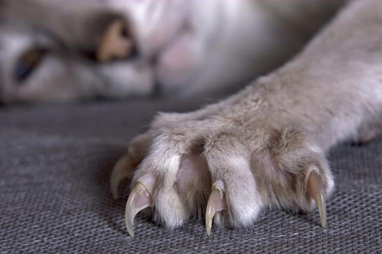 New Jersey On Its Way to Becoming First State to Ban Declawing