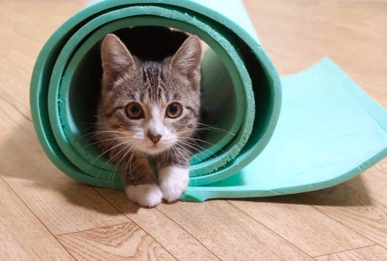 Cat Yoga: Yep, It’s a Thing!
