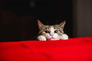 The Cat Who Came to (Thanksgiving) Dinner