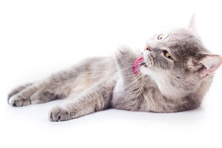 Cat Tongues May Be the Key to Better Beauty & Improved Medicine!
