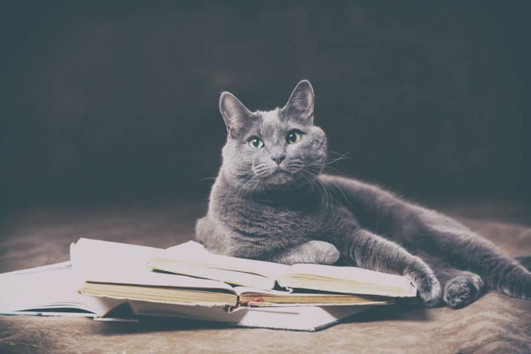 12 Gift Books for People Who Love Cats