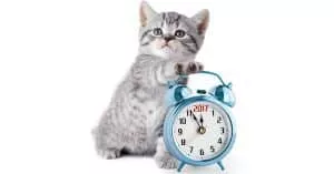 It’s a Wrap! Our Top Cat Stories of 2016