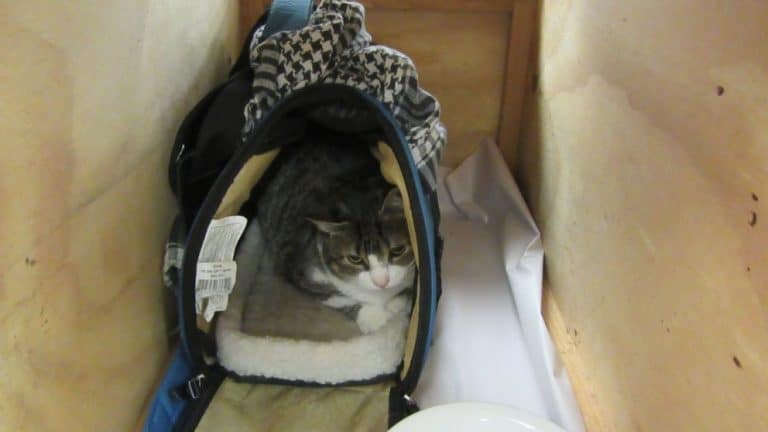Canadian Woman Busted Trying to Smuggle her Cat into New Zealand on Vacation