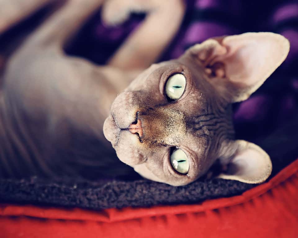 hairless cat craigslist