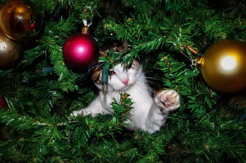 Funny cat in a Christmas Tree